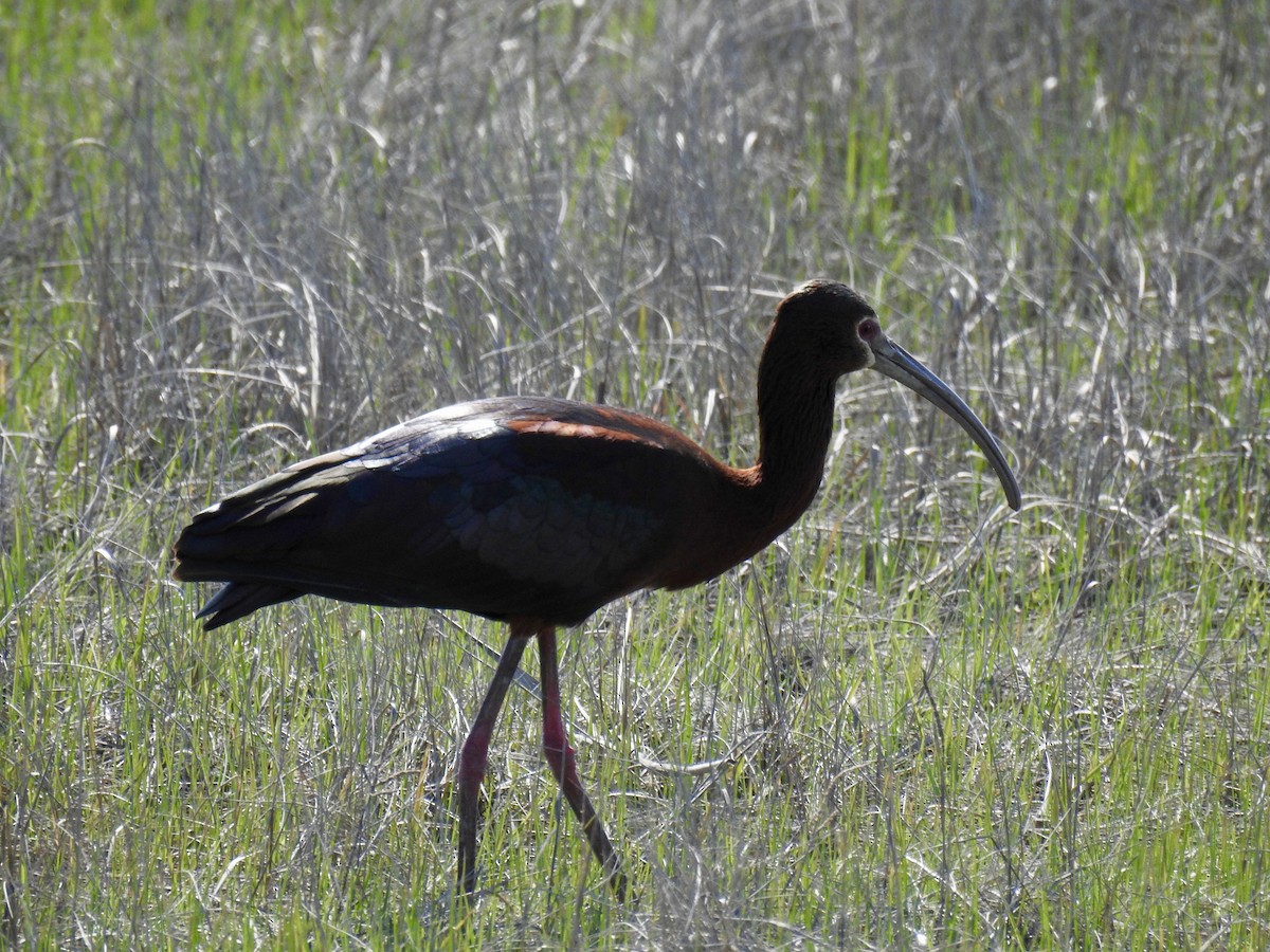 ibis americký - ML333398771