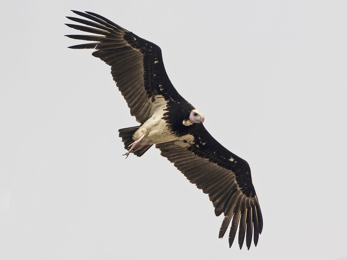 Photos - White-headed Vulture - Trigonoceps occipitalis - Birds of