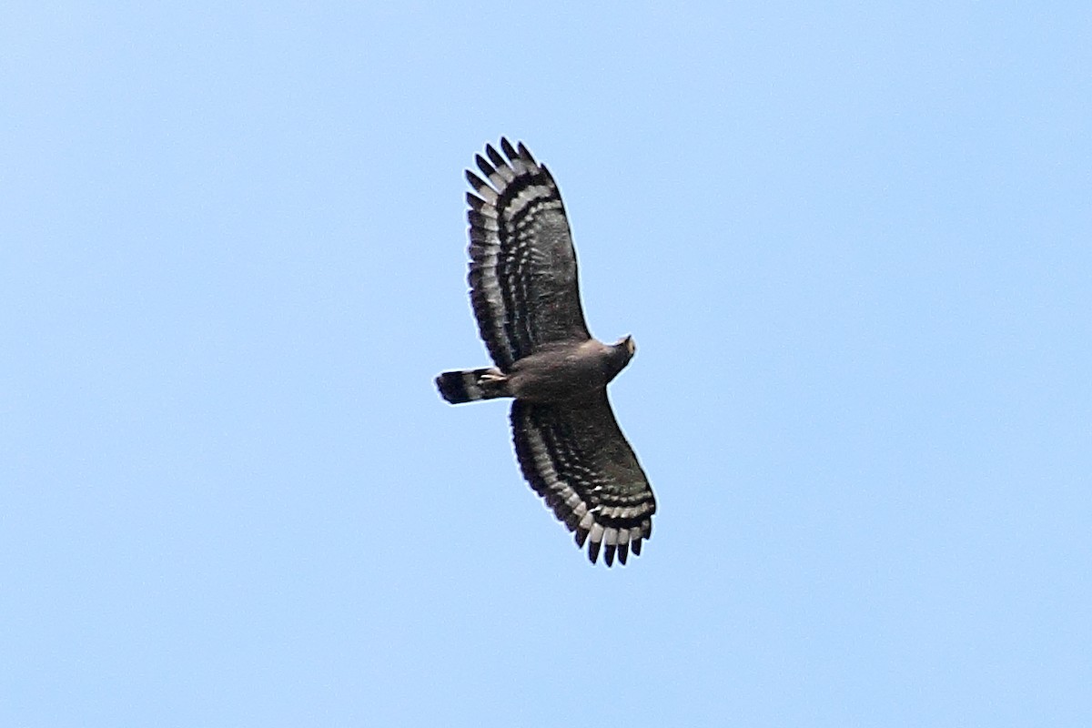 Crested Serpent-Eagle (Andaman) - ML333399031