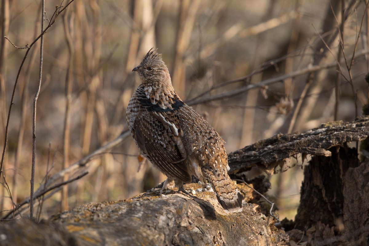 Ruffed Grouse - Jesse Kolar