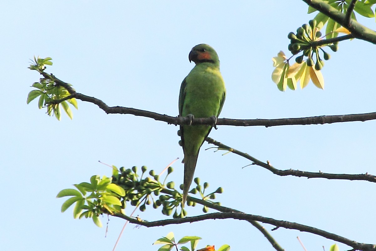 Long-tailed Parakeet (Andaman) - ML333399211