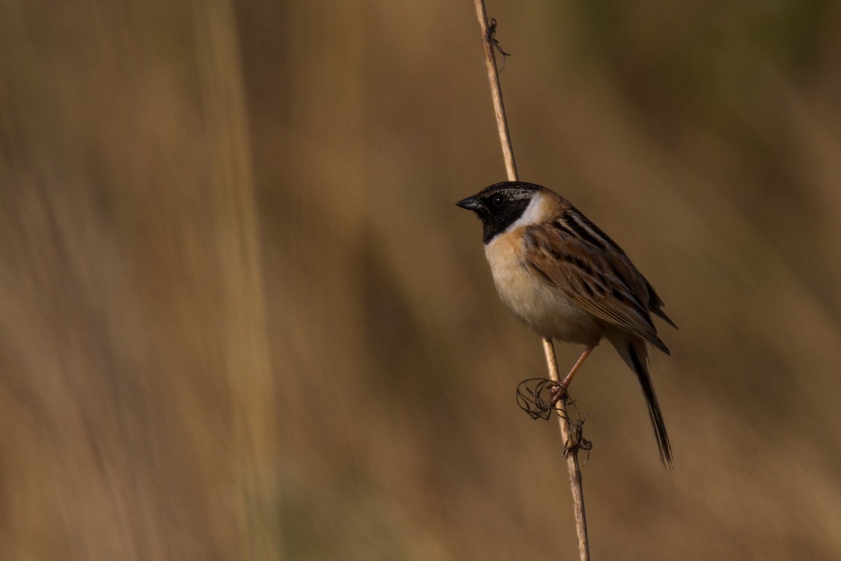 Ochre-rumped Bunting - Alexander Thomas