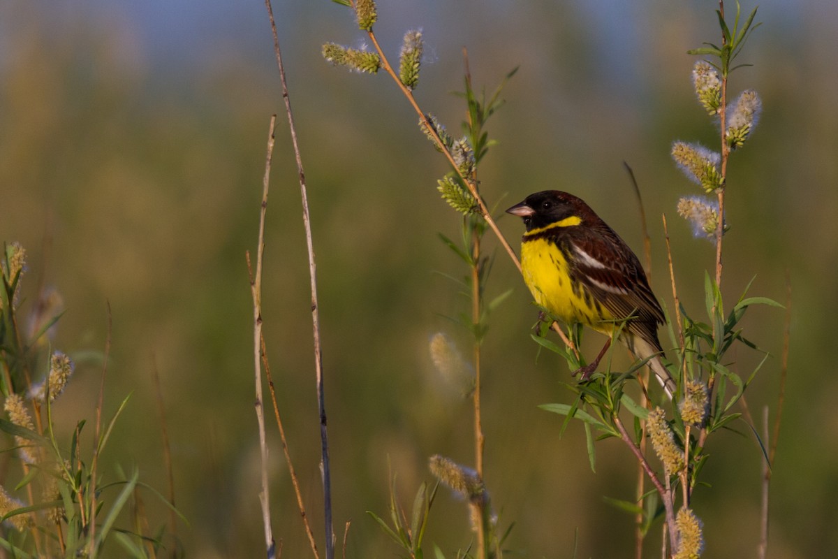 Yellow-breasted Bunting - Alexander Thomas