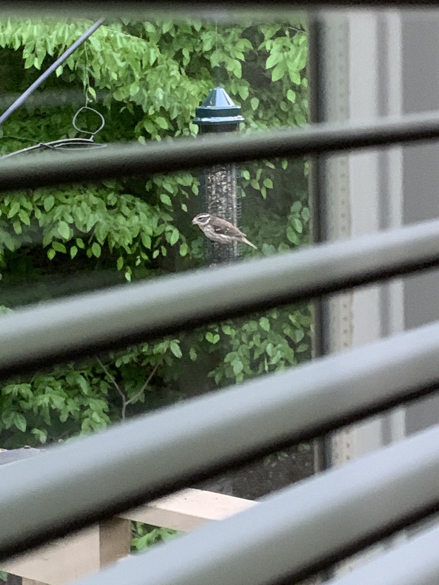 Rose-breasted Grosbeak - ML333402051