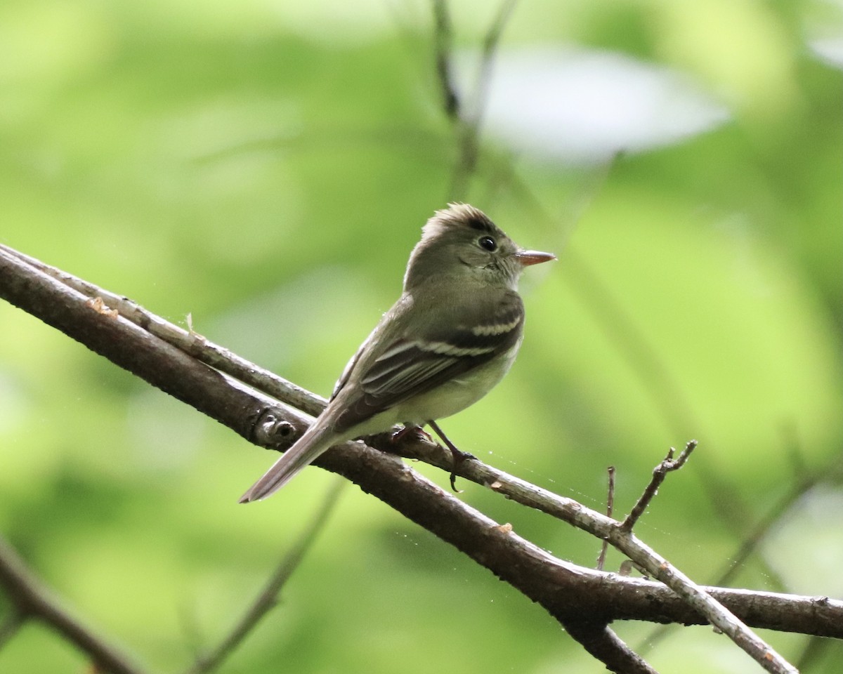 Acadian Flycatcher - ML333402791