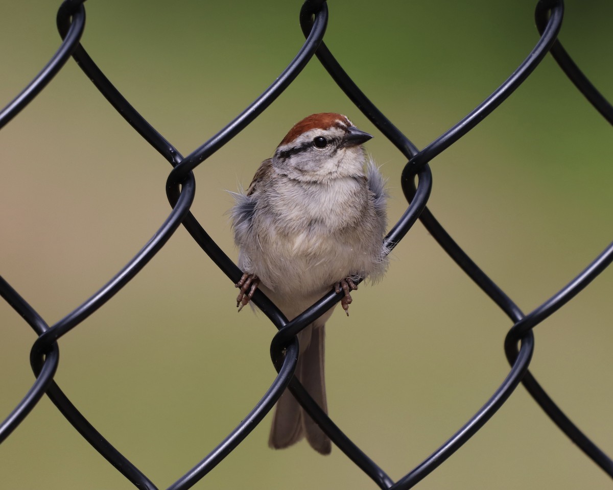 Chipping Sparrow - ML333403361