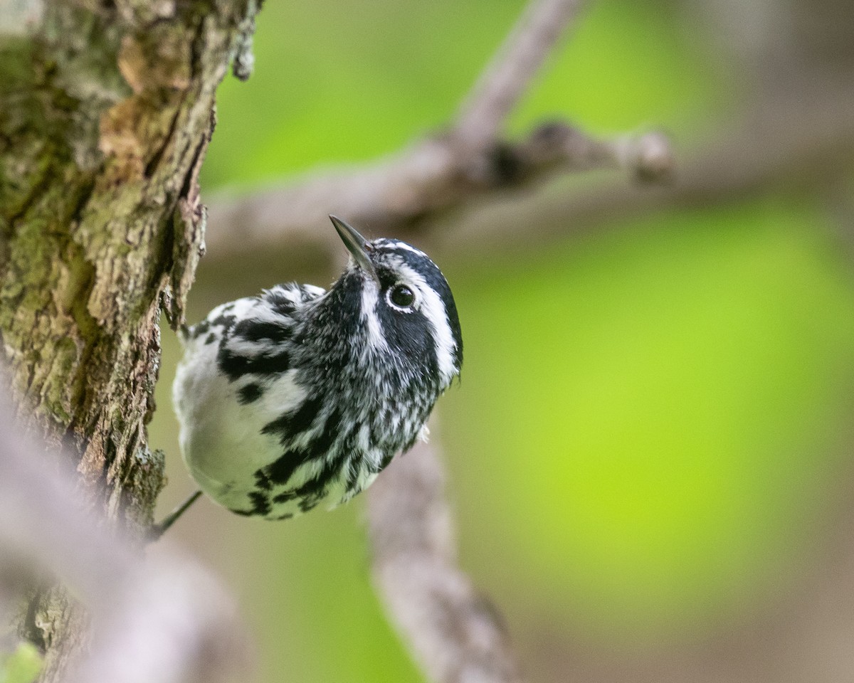 Black-and-white Warbler - Nic Allen