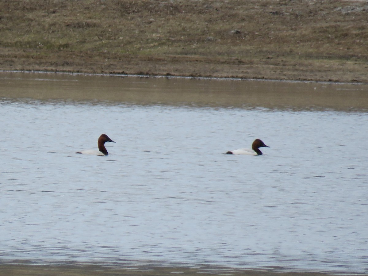 Canvasback - ML333404051