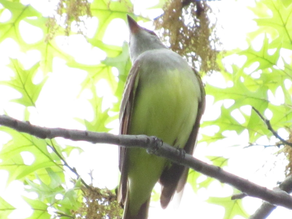 Great Crested Flycatcher - ML333404141