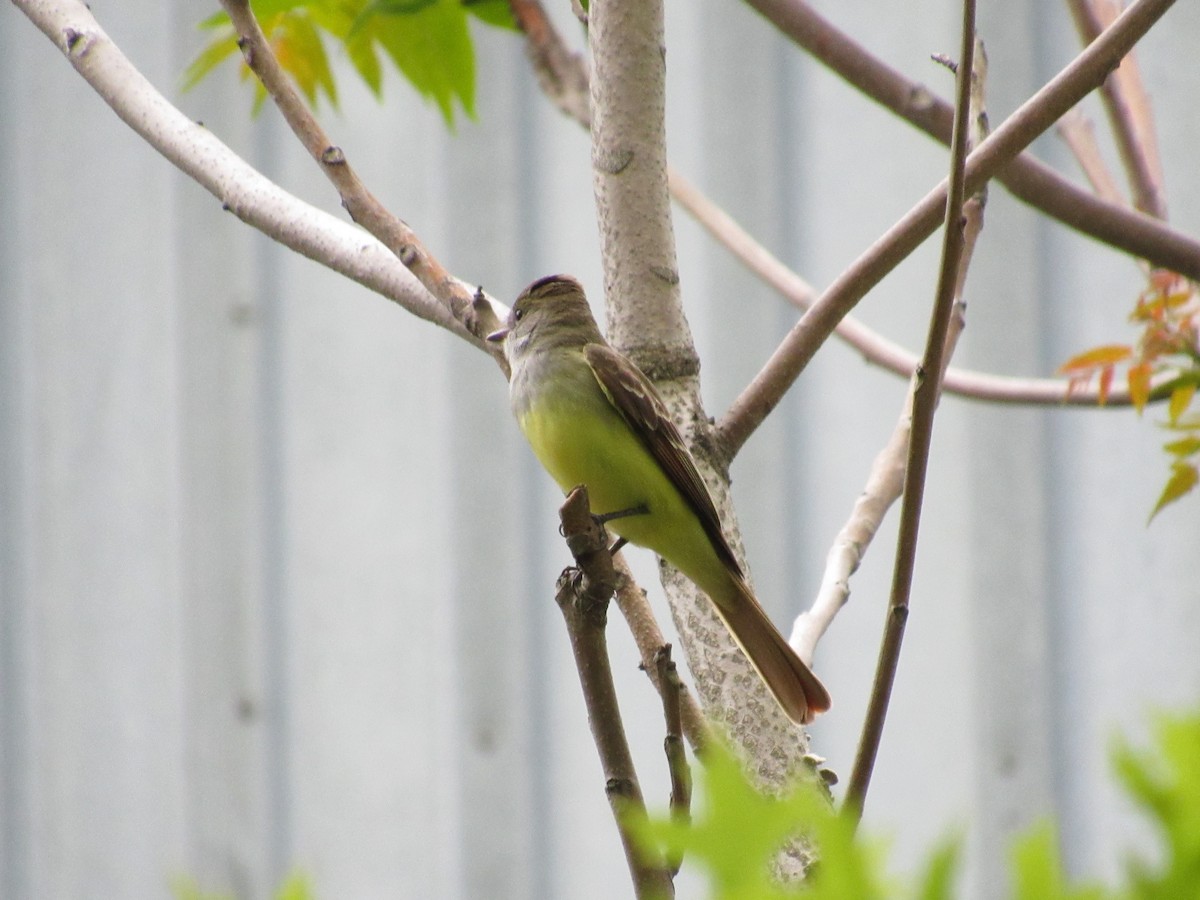 Great Crested Flycatcher - ML333404151