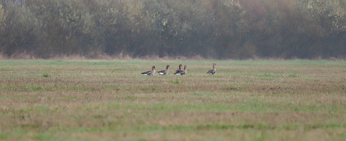 Greater White-fronted Goose - ML333404171