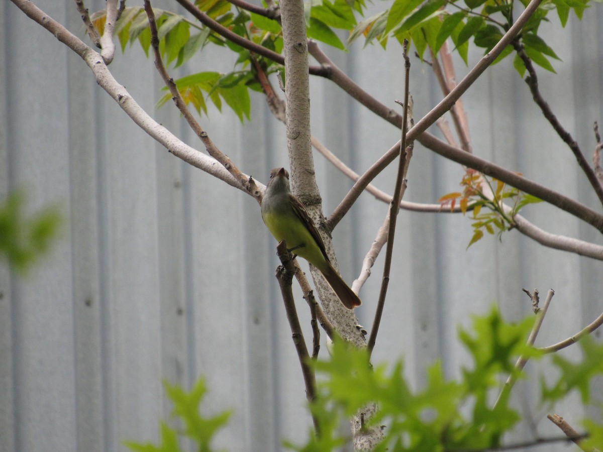 Great Crested Flycatcher - ML333404241