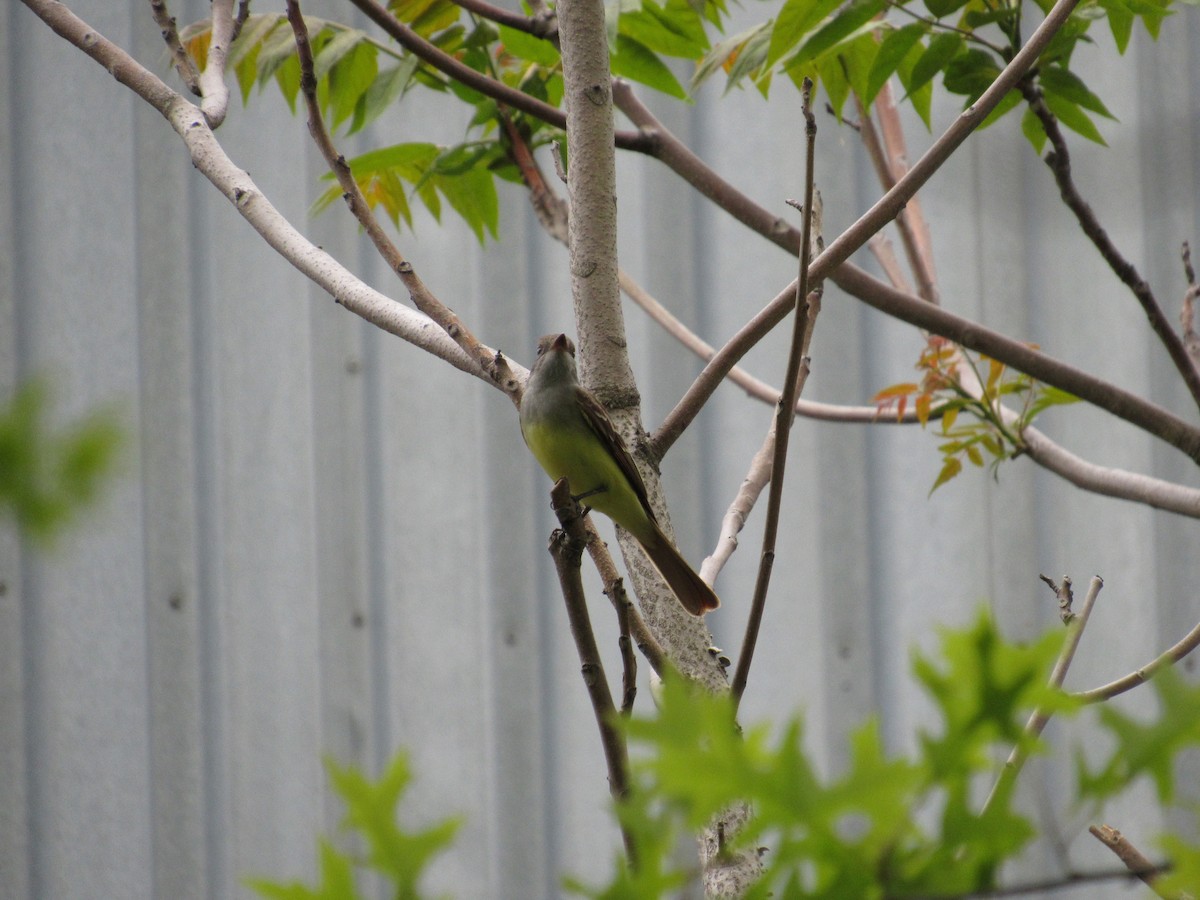 Great Crested Flycatcher - ML333404241