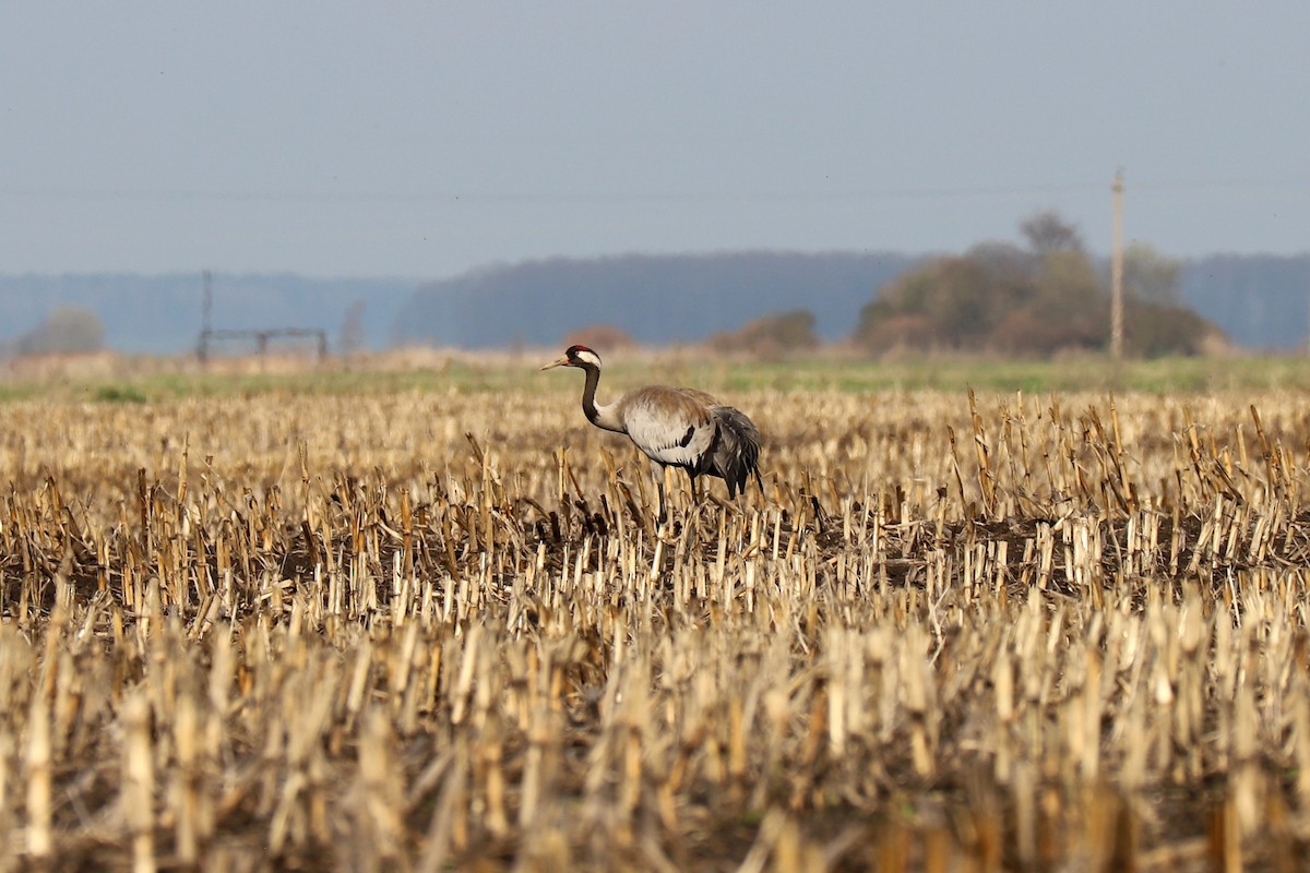 Common Crane - Alena Tsikhanovich