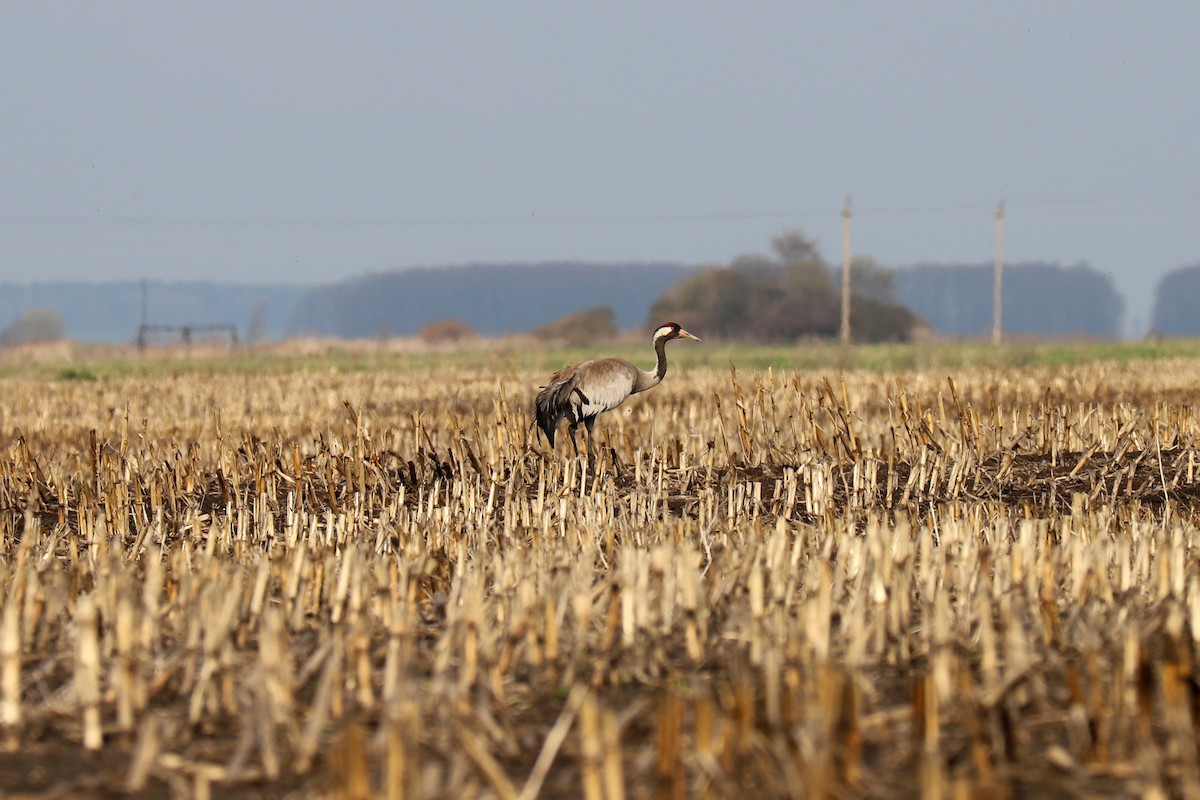 Common Crane - ML333404531