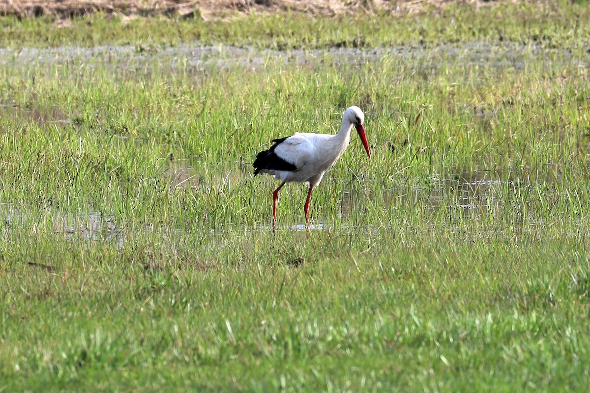 White Stork - Alena Tsikhanovich