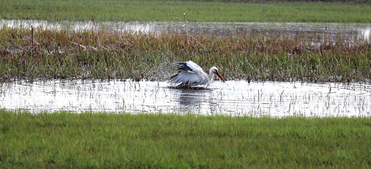 White Stork - ML333404991