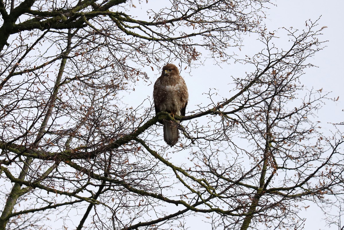 Common Buzzard - ML333405391