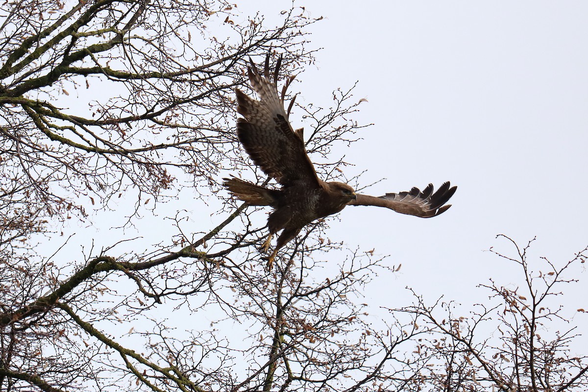 Common Buzzard - ML333405401