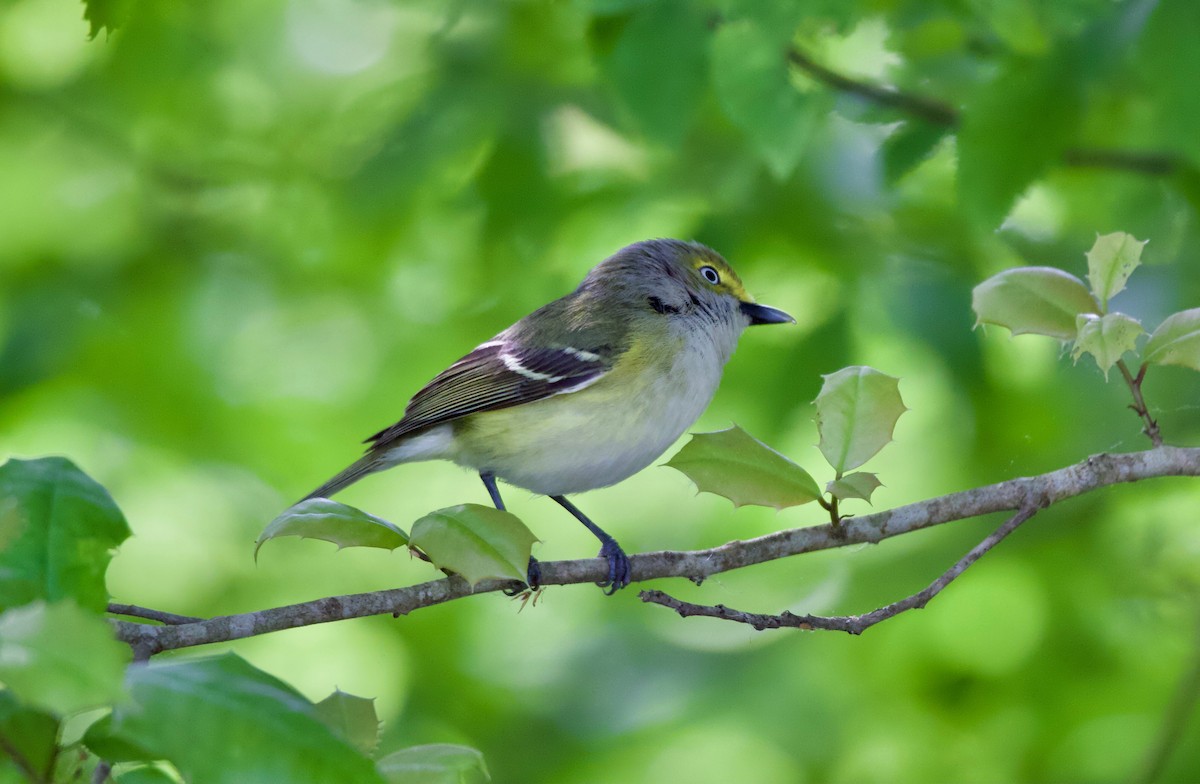 White-eyed Vireo - ML333405671