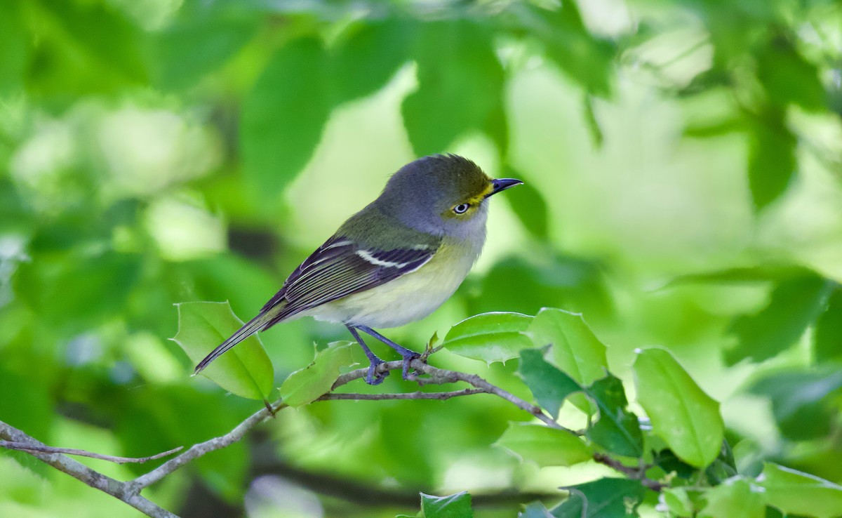 White-eyed Vireo - ML333405761