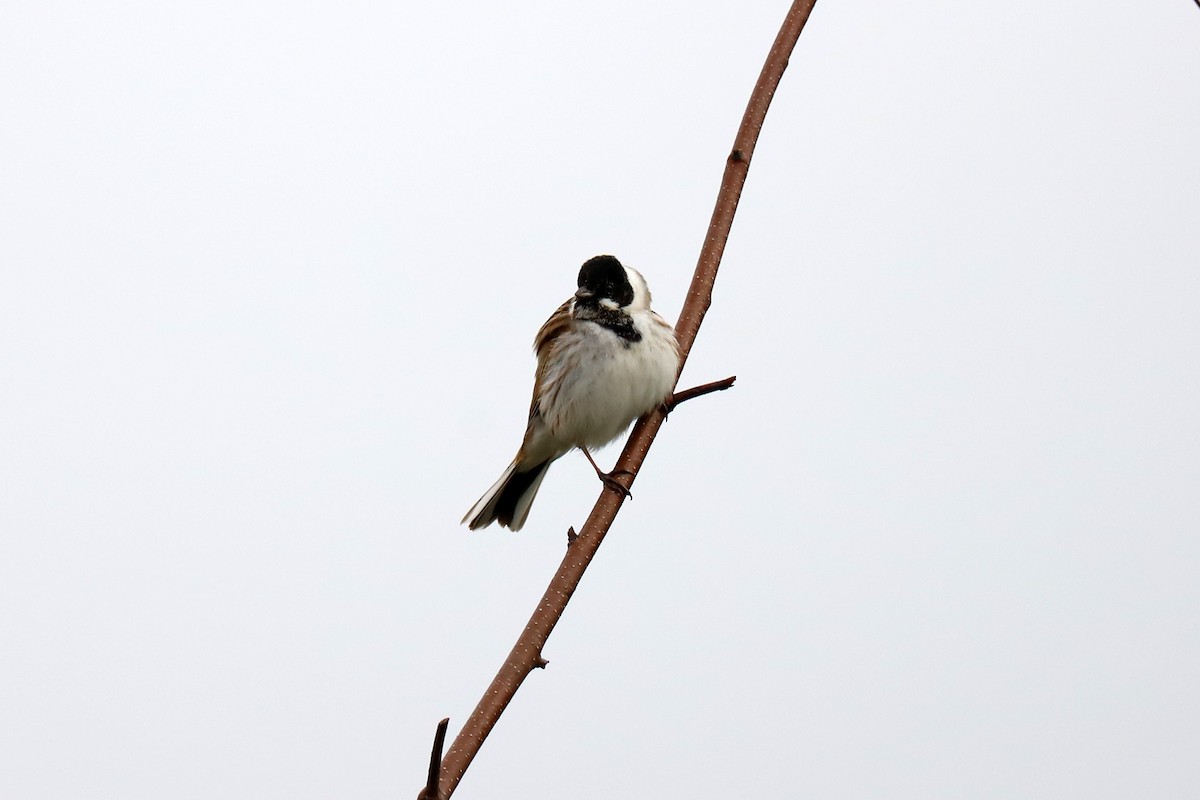 Reed Bunting - ML333405801