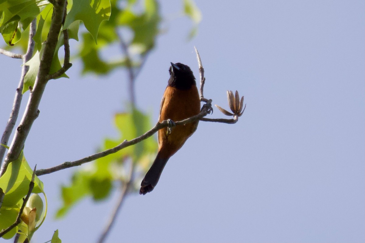 Orchard Oriole - ML333406061