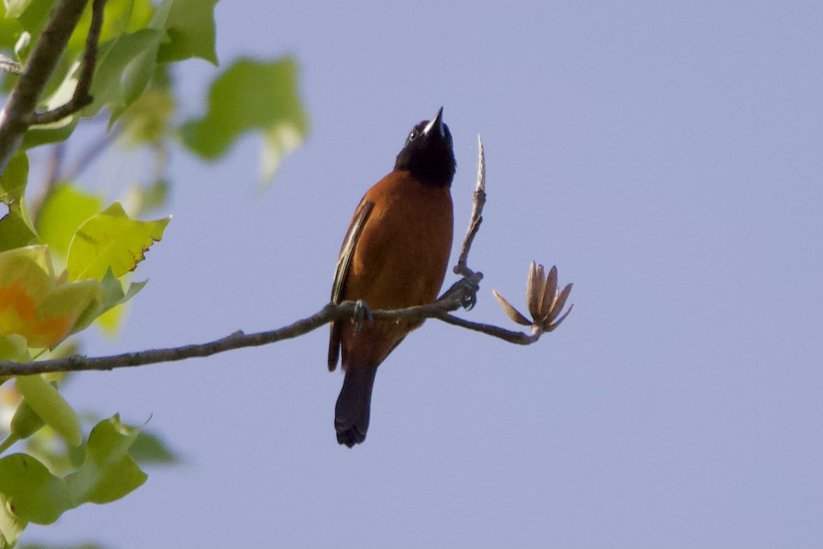Orchard Oriole - ML333406101