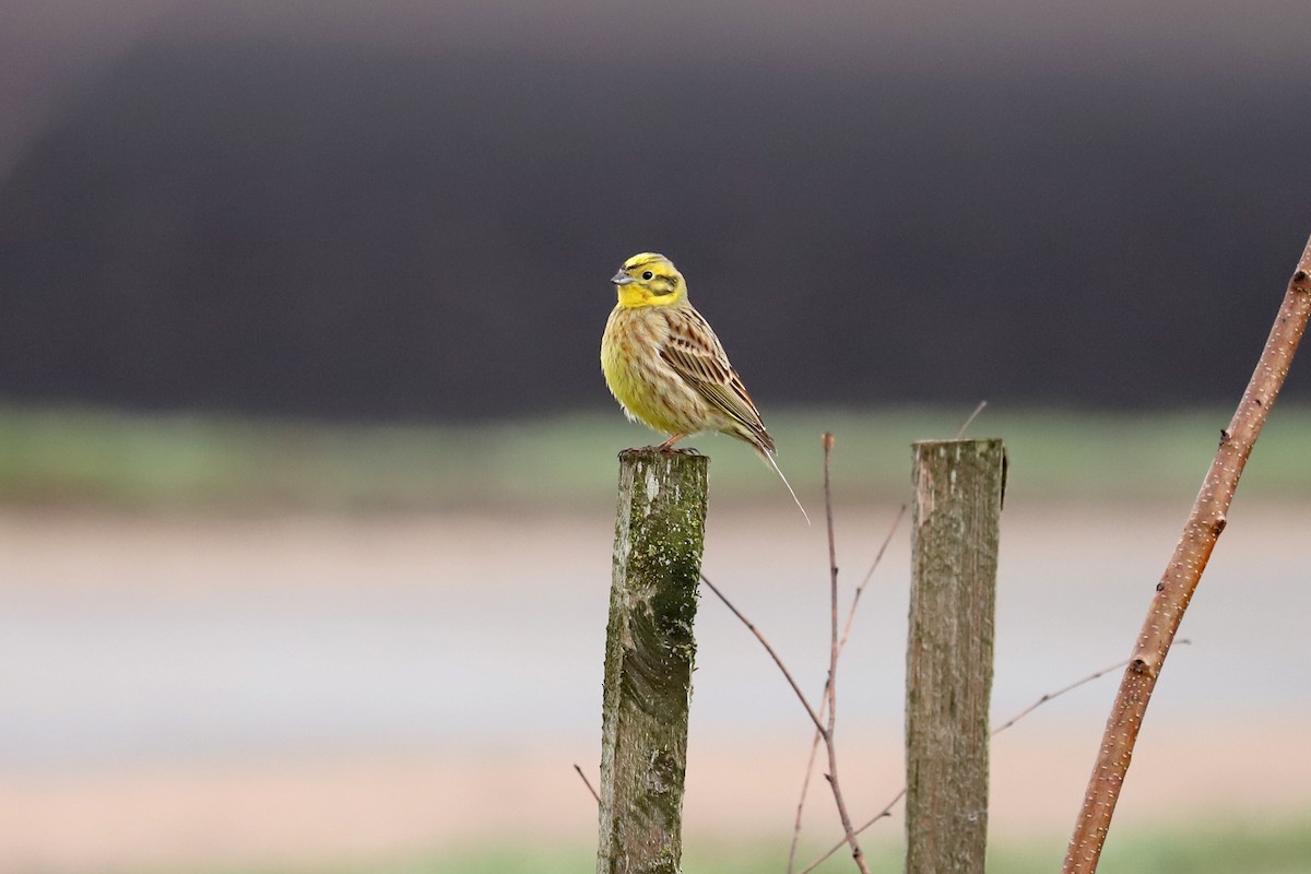 Yellowhammer - ML333406181