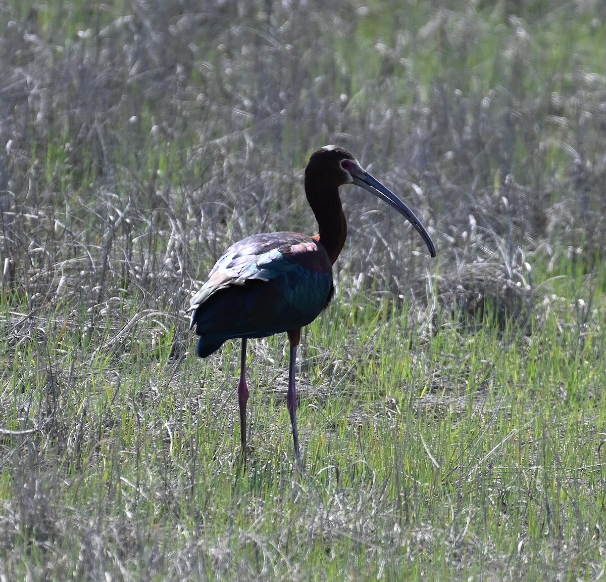 White-faced Ibis - ML333406281