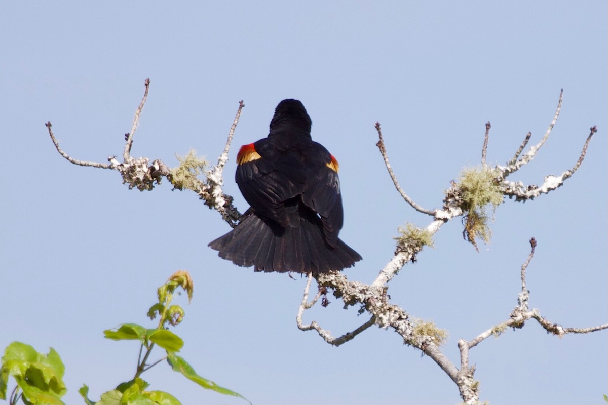Red-winged Blackbird - ML333406301