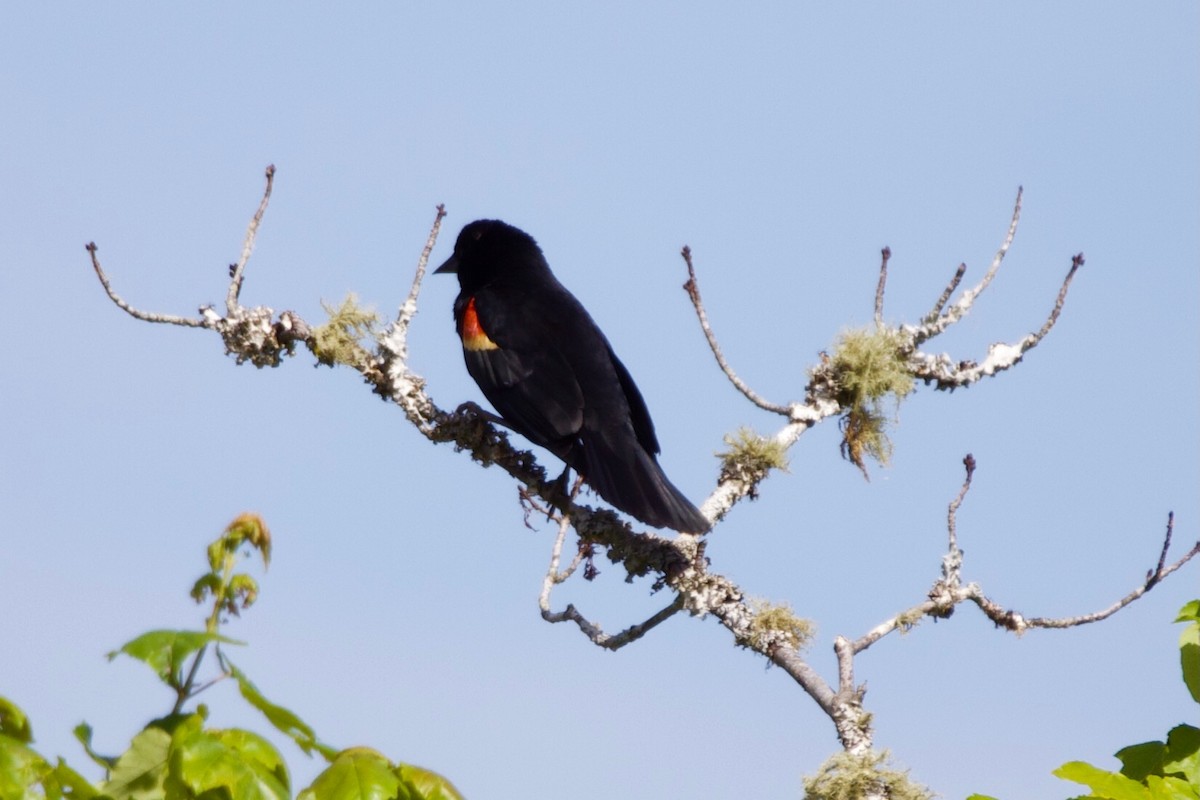 Red-winged Blackbird - ML333406311