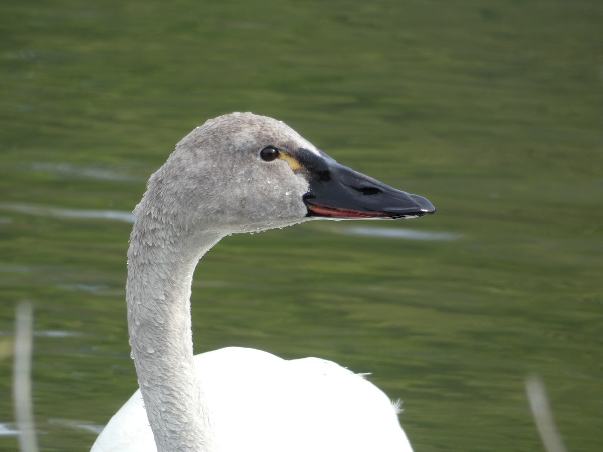 Tundra Swan - John Read