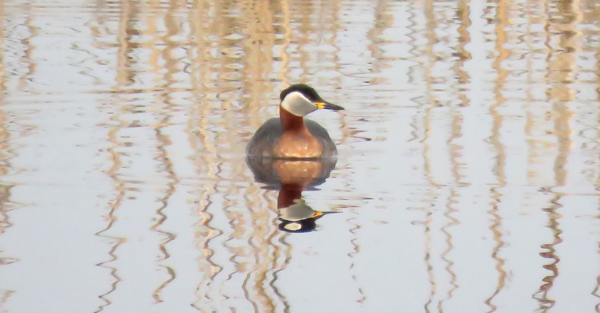 Red-necked Grebe - ML333406691