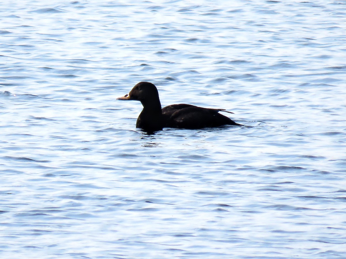 Velvet Scoter - ML333407151