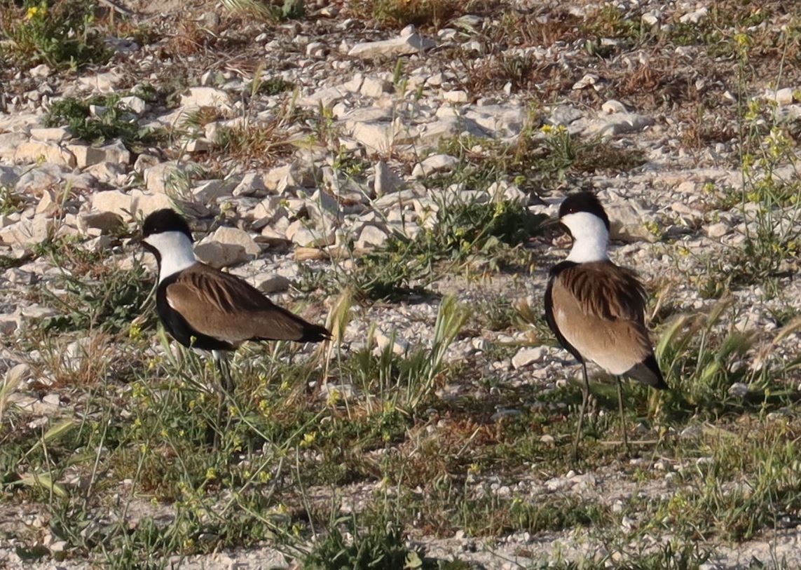 Spur-winged Lapwing - ML333407181