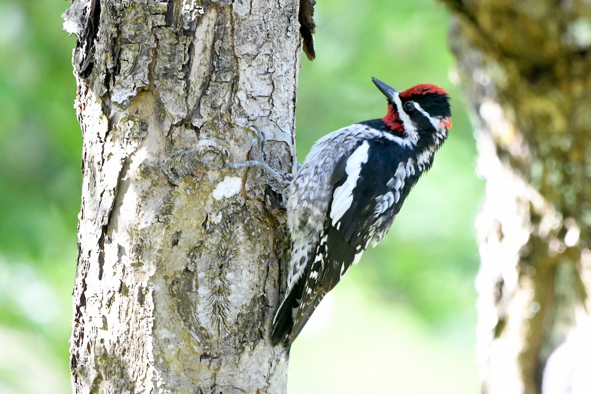 Red-naped Sapsucker - Ryan Merrill