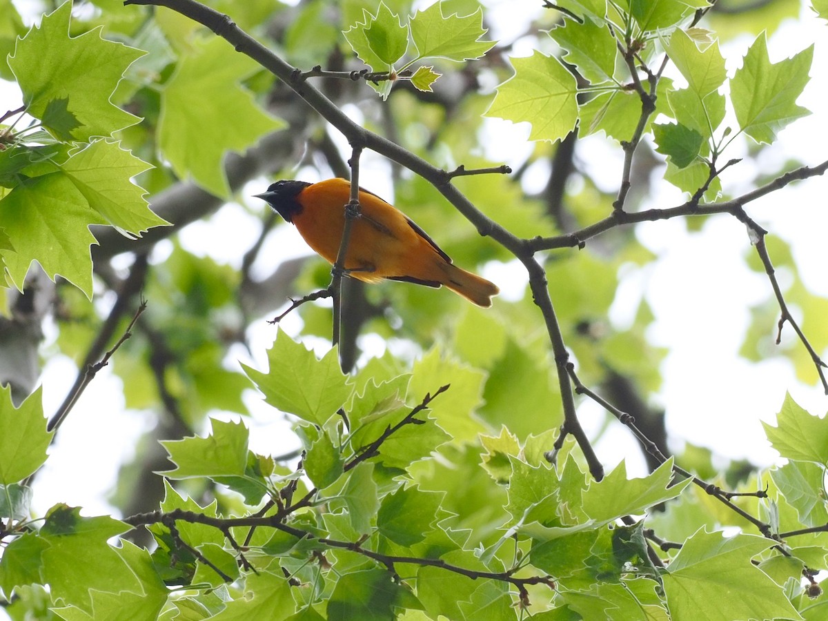 Baltimore Oriole - ML333410361