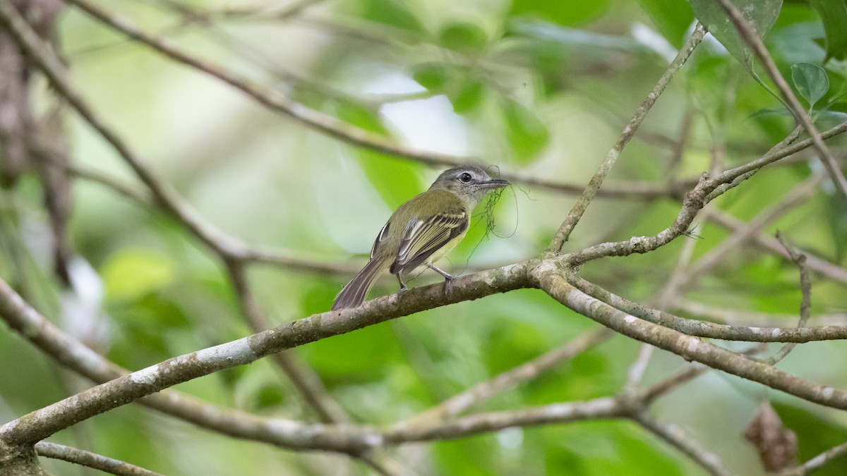 Yellow-olive Flatbill - ML333410381