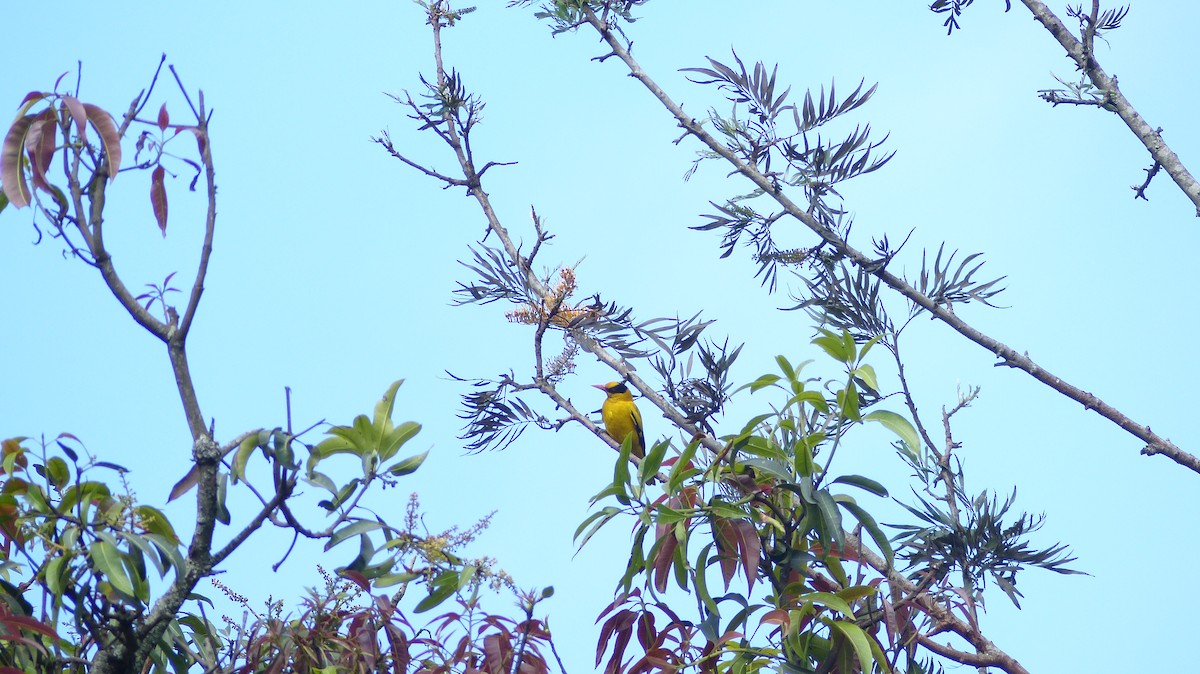 Black-naped Oriole - ML33341141