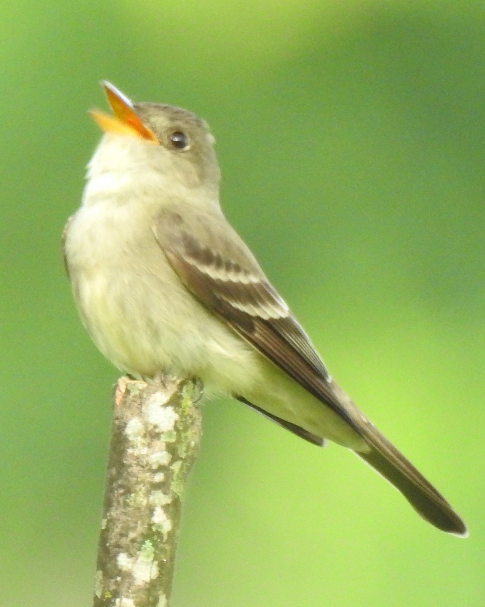 Піві лісовий - ML333413311