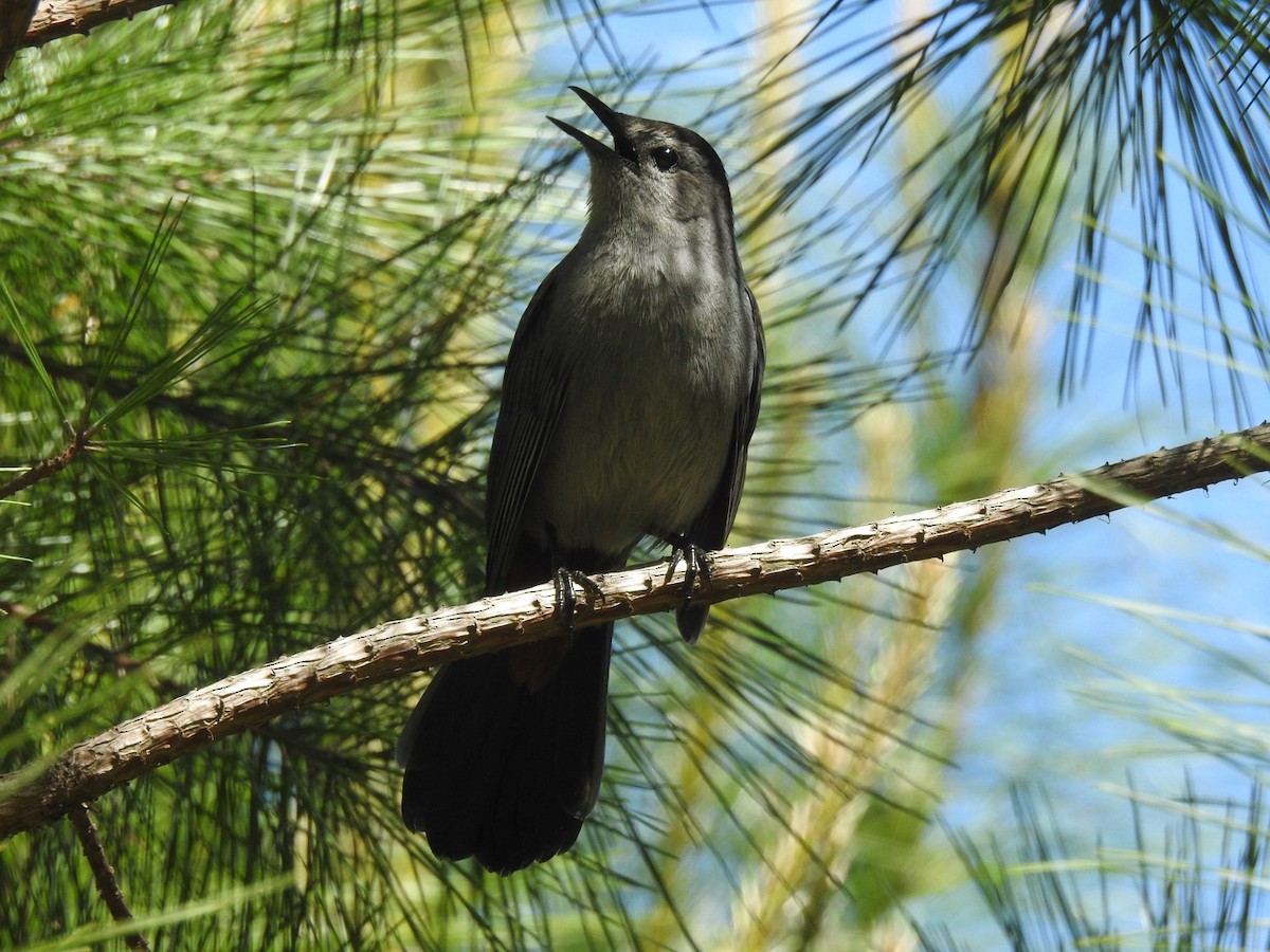 Pájaro Gato Gris - ML333414461