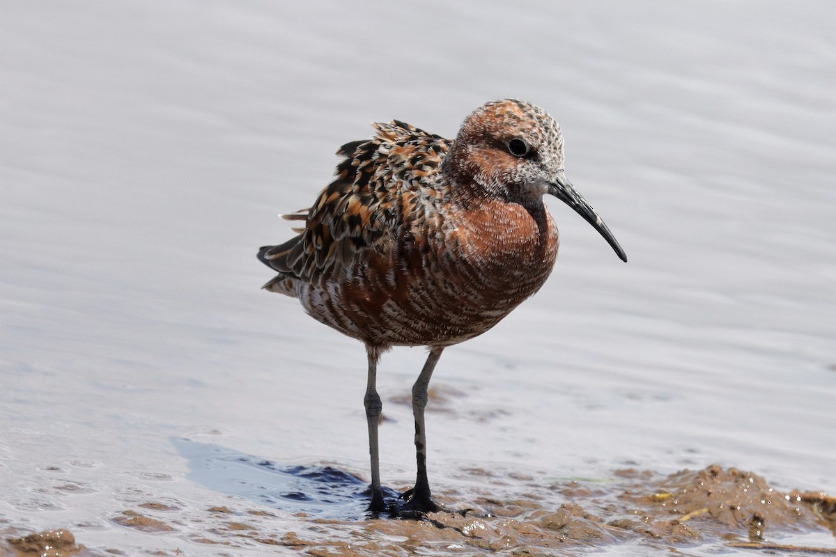 Curlew Sandpiper - ML333414741