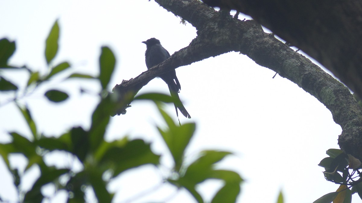 Ashy Drongo - Ashwin Viswanathan