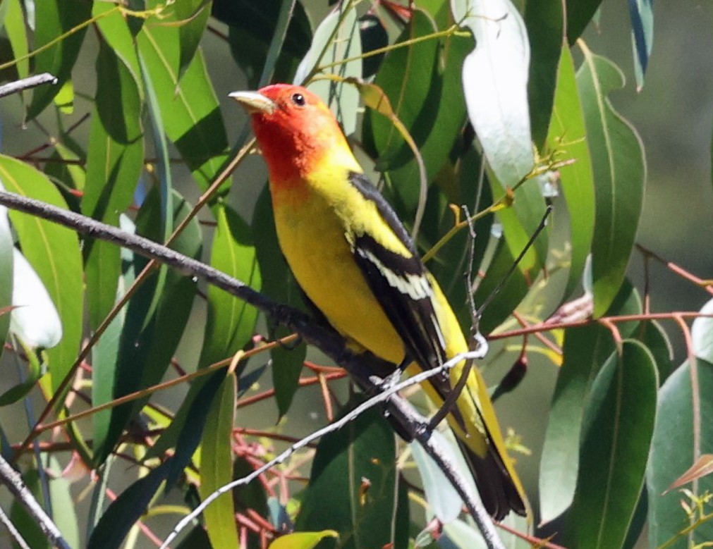Western Tanager - ML333416481