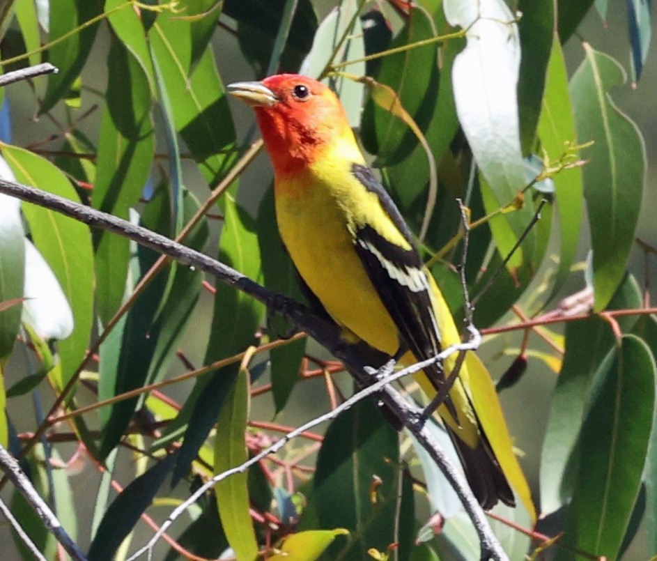 Western Tanager - ML333416491