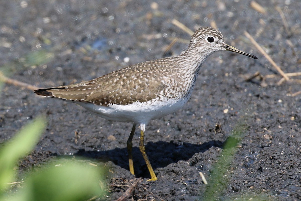 Solitary Sandpiper - Tommie Rogers