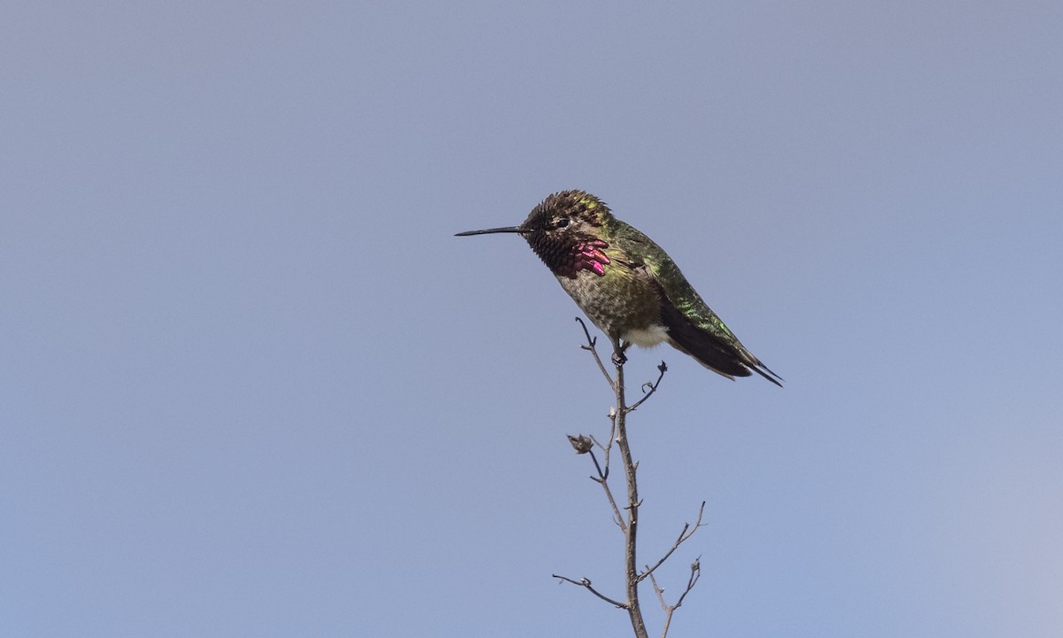 Anna's Hummingbird - ML333417811