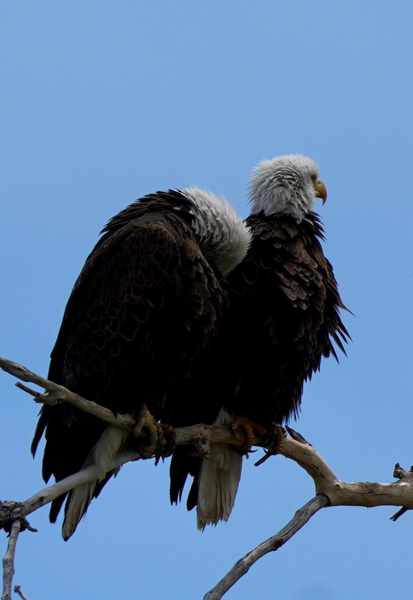 Bald Eagle - Sibylle Hechtel