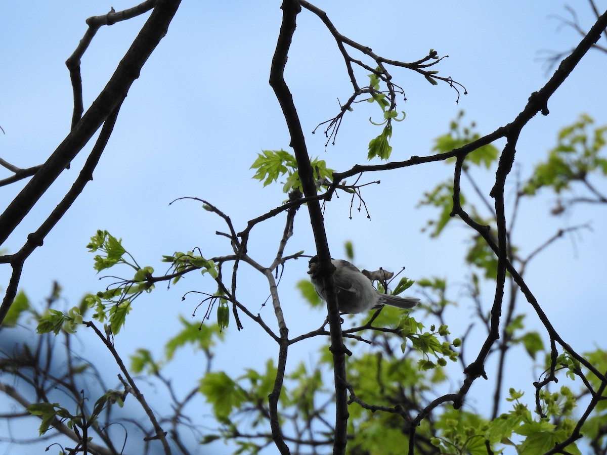 Marsh Tit - ML333418971